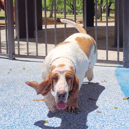 Brekken - Basset Hound