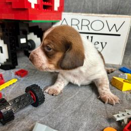 Girl 1 - Piebald female Dachshund puppy in Spicer, Minnesota from Arrow Valley