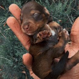 Lilly - Chocolate and tan female Dachshund puppy in Los Angeles, California from Mini Doxies R Us