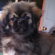 Tibetan Spaniels from Bandor Tibetans