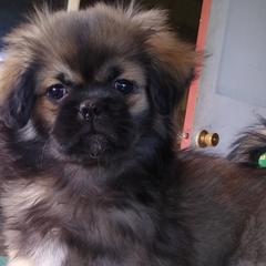 Tibetan Spaniels from Bandor Tibetans