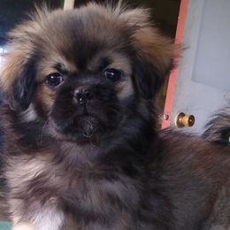 Tibetan Spaniels from Bandor Tibetans