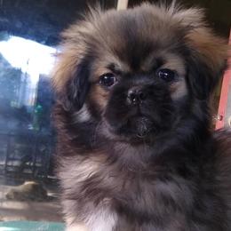 Tibetan Spaniels from Bandor Tibetans