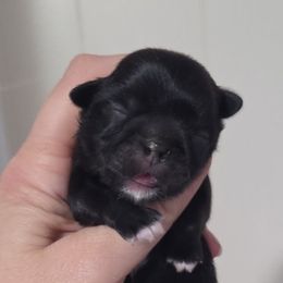 Ophelia - Black and white female Shih Tzu puppy in Waynesboro, Pennsylvania from Big Win Shih Tzus