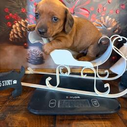 Catlin    CKC - Sable female Dachshund puppy in Madisonville, Texas from Little B’s Dachshund Farm