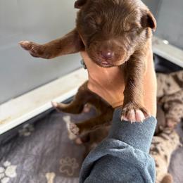 Cupid - Red tri-color male Australian Shepherd puppy in Frostproof, Florida from Central Florida Australian Shepherds