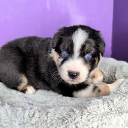 Raven3Girl2- BMF,LONGtail,AKC,OFAs,Genetics - Blue merle female Australian Shepherd puppy in South Hill, Virginia from Silverside Aussies LLC