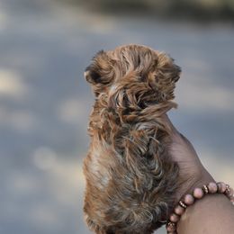 Biewer Terrier, Yorkipoo, and Yorkshire Terrier Puppies from Tiny Paws Luxury Pets