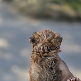 Biewer Terrier, Yorkipoo, and Yorkshire Terrier Puppies from Tiny Paws Luxury Pets