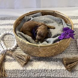 Purple Collar Female - Red  female Goldendoodle puppy in Bradenton, Florida from Suncoast Goldendoodles