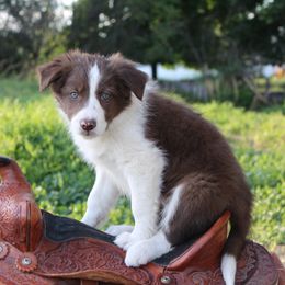 Walker - White and red female Border Collie puppy in Kalispell, Montana from Last Call Border Collies