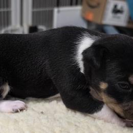 Toni - Black tan and white female Rat Terrier puppy in Divide, Colorado from Outlaw Farm and Kennel
