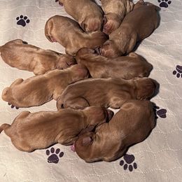 Male 4 - Golden rust male Vizsla puppy in Dugspur, Virginia from Pilgrims Trails Shorthairs