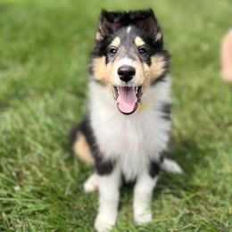 Belle - Black white and tan female Collie puppy in Chilhowie, Virginia from Jolly Collies & Kingdom Elite Yorkshire Terriers