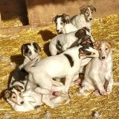 Borzoi Puppies from Summerlane Borzoi