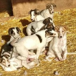 Borzoi Puppies from Summerlane Borzoi