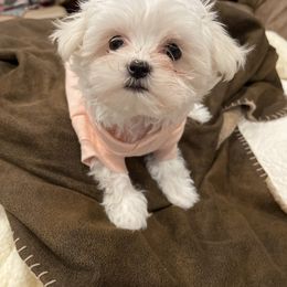 Maltese, Morkie, and Yorkshire Terrier Puppies from Cottonwood Maltese & Yorkies