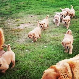 Golden Retriever Puppies from Arkansas River Golden Retrievers