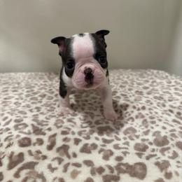 Boy 1 - Black brindle and white male Boston Terrier puppy in Madera Acres, California from Muggin Bostons Terriers and Mini Dachshund