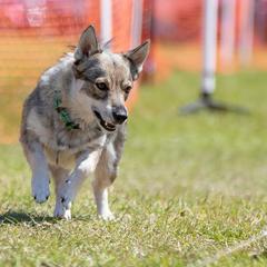 Bunny - Swedish Vallhund