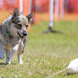 Bunny - Swedish Vallhund