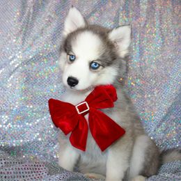 Ariel - Gray and white female Pomsky puppy in Centerville, Iowa from LJ Kennels Pomskies, LLC