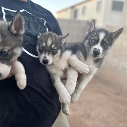 Siberian Husky Puppies from Sandoval Az Husky