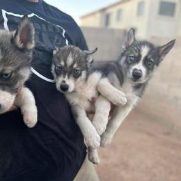 Siberian Husky Puppies from Sandoval Az Husky