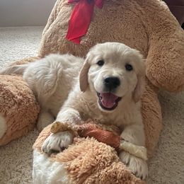 Golden Retriever Puppies from Southern Utah Goldens
