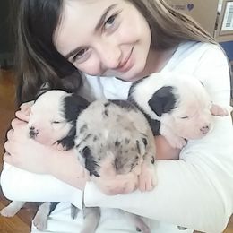 Alapaha Blue Blood Bulldog Puppies from Eclipse Alapaha Kennels