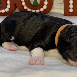Girl 2 - Aussiedoodle puppy in Shell Lake, Wisconsin from KC Acres