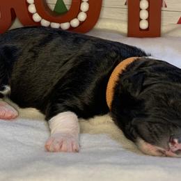 Girl 2 - Aussiedoodle puppy in Shell Lake, Wisconsin from KC Acres