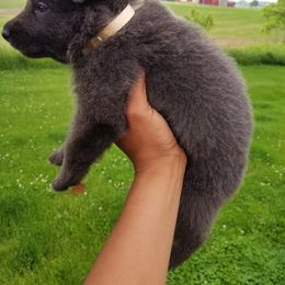 German Shepherd Puppies from Horizon Lane German shepherds
