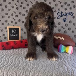 Stripes - Black and white male Sheepadoodle puppy in Glen Rose, Texas from Clevenger’s Sheepadoodle Fur Baby Farm