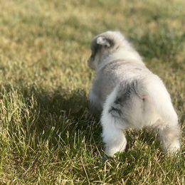 Pomsky Puppies from The Pomsky‘s Palace