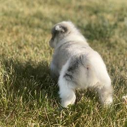 Pomsky Puppies from The Pomsky‘s Palace