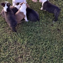 Boston Terrier Puppies from Liliya Hellams
