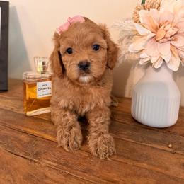 Hot Pink girl - Buff female Cockapoo puppy in Covington, Louisiana from MyKy Puppies
