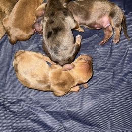 Dachshund Puppies from Weenie Hut Jrs