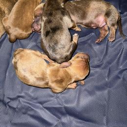 Dachshund Puppies from Weenie Hut Jrs