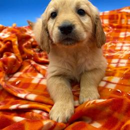 Girl 4 - Dark golden female Golden Retriever puppy in Spanaway, Washington from 11 Oaks Kennels