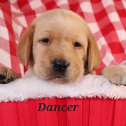 Dancer - Yellow Labrador Retriever puppy in New Jersey from SommerLabs