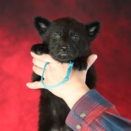 Onyx - Black female German Shepherd puppy in Augusta, West Virginia from Vom Haus Highlands