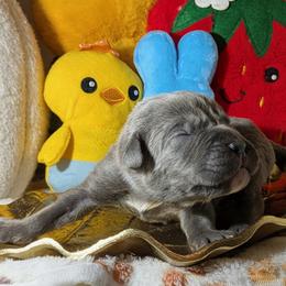 Navy Blue collar: Basil - Gray male Cane Corso puppy in Franktown, Colorado from Earth and Ship Cane Corso