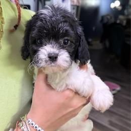 Apple - Black and white male Cavapoo puppy in Nevada, Missouri from Backroad Fur Babies