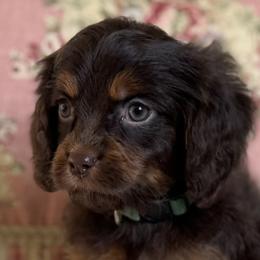 Memory - Chocolate female Cavapoo puppy in Beckley, West Virginia from By Design Doodles