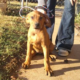 Pink - Rd whtn blk nose female Rhodesian Ridgeback puppy in Carney, Oklahoma from River Run Parson Russell terriers & River Run Ridgebacks