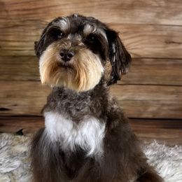 KitKat - Miniature Schnauzer