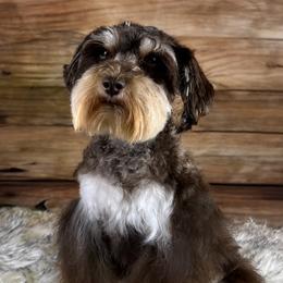 KitKat - Miniature Schnauzer