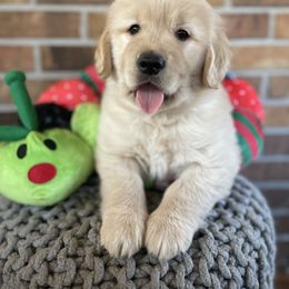 Golden Retriever Puppies from Seven Hills Goldens